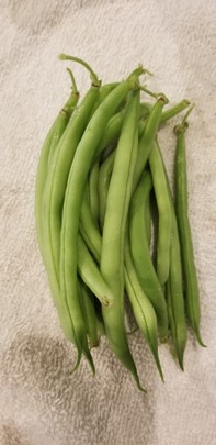beans1