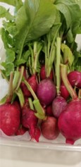 cherry-radishes