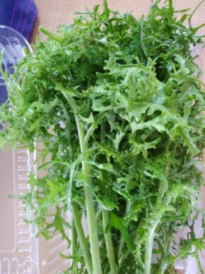 common-cilantro