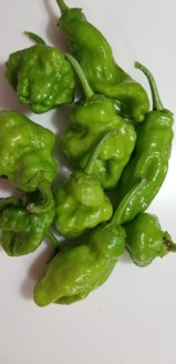 habanero