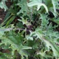 Greens - Kale - Image 3