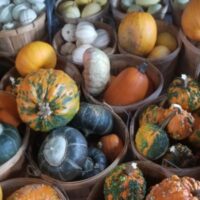Pumpkins - Image 6