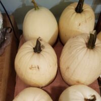Pumpkins - Image 5