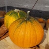 Pumpkins - Image 4