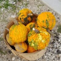 Pumpkins - Image 3
