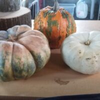 Pumpkins - Image 2