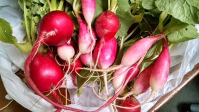 radishes-french