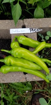 red-cayenne