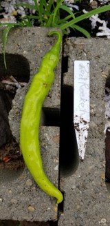 red-rocket-cayenne
