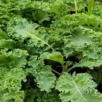 Greens - Kale - Image 4